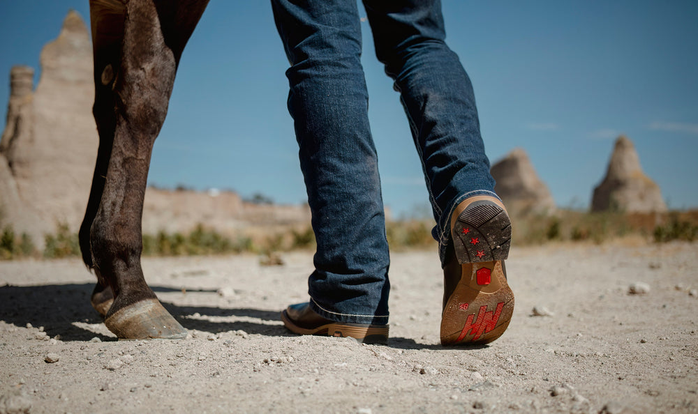 Nokota Horse